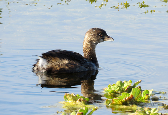 Pied-billed Grebe by Simon Thompson